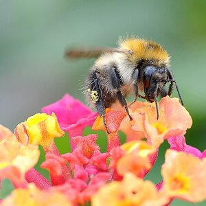 Hummel 2
