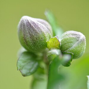 Knospe der Herbstanemone