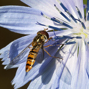 2010 07 04 Hain-Schwebfliege 10 01