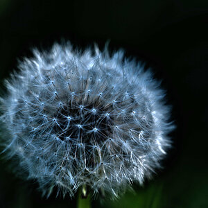 pusteblume 7775 lzn
