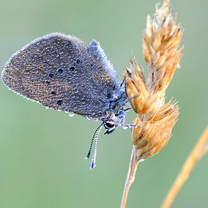 Schmetterling1CAA 1622
