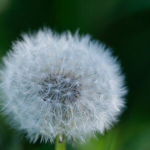 pusteblume ooc 7775 lzn
