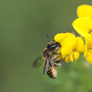 2010 07 04 Biene 03 01