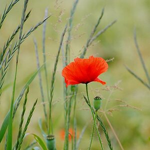 Mohnblume am Feldrain