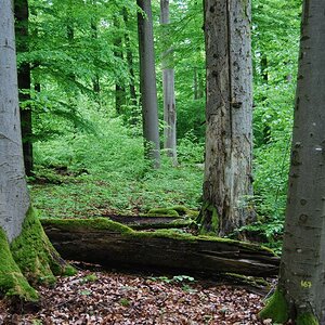 Steigerwald