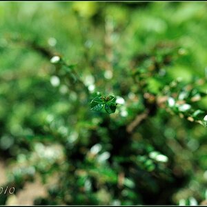 compDSC 4051x