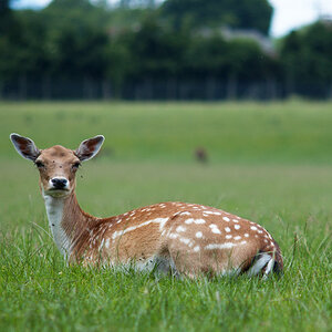 Hirschkuh (Tierpark Rosegg)