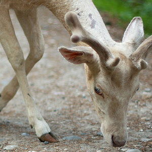 Hirschuh weiss (Tierpark Rosegg)