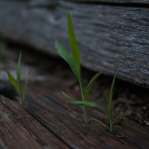 Gras
