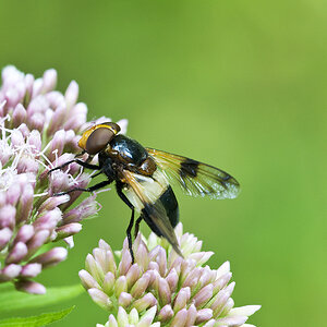 2010 08 09 Schwebfliege 01 01