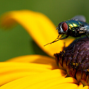 Fliege 1 (Makro)
