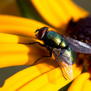Fliege 2 (Makro)