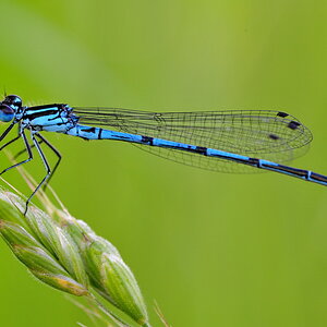 Libelle