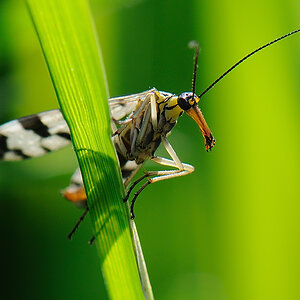 Skorpionfliege