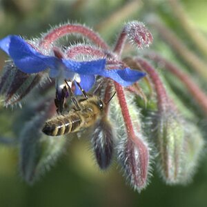 Borago officinalis mit Biene