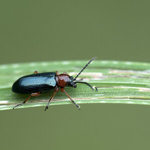 2010 07 22 Rothalsiges Getreidehähnchen 01 01