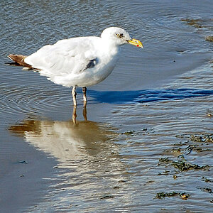 Möwe im Watt bei Neuharlingersiel (D40X, 200mm, Crop) DSC 0807 A