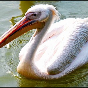 Pelikan