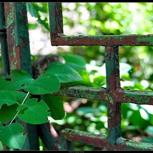 Urban Jungle
Ort: Wien 19