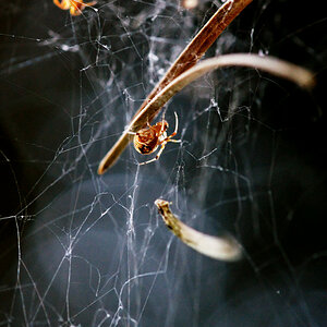 Kleine Spinne im Netz