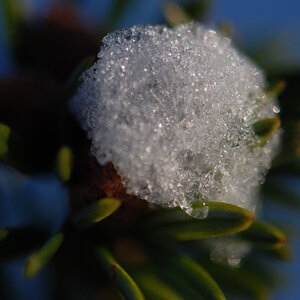 schneeknospe makro