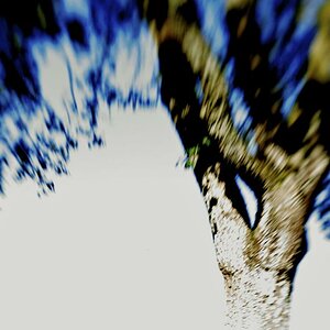 Blauer Baum