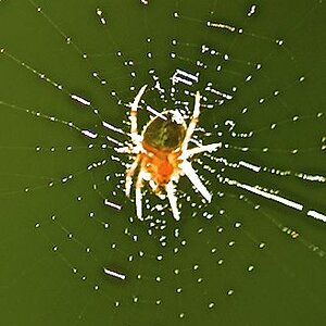Strahlende Spinne