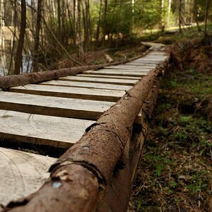 Steg im Wald
