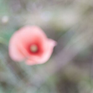 und noch ein rosa Mohn