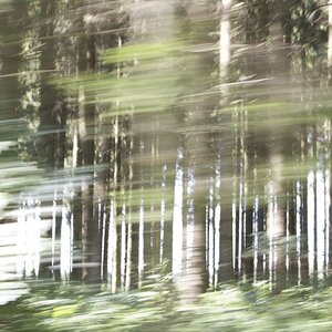 Am Wald vorbei ...