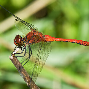 2010 08 10 Blutrote Heidelibelle m 02 08