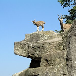 Zoo 1