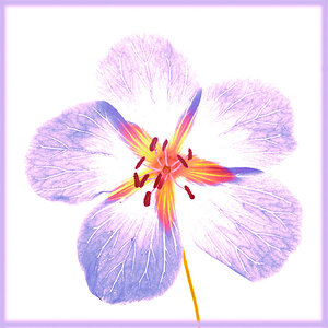 blume4