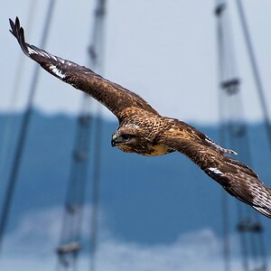 Bussard im Flug