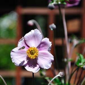 Natur 0083 DSC 1745