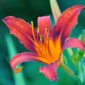 Natur 0074 DSC 1579