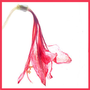 blume1