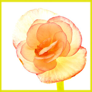 blume2