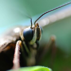 Schmetterling 3