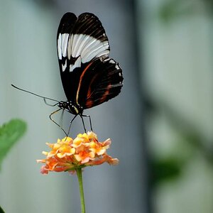 Schmetterling 2