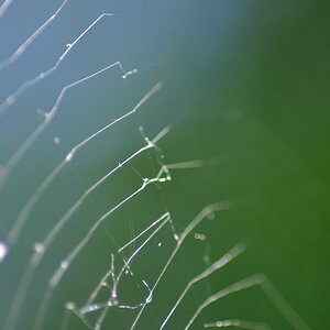 Spinnennetz