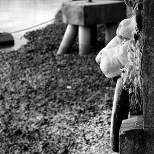 Lion guarding the Embankment