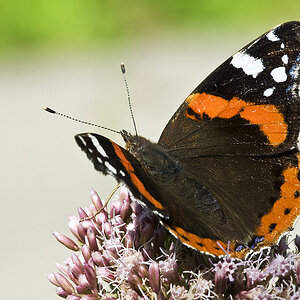 2010 08 21 Admiral 01 01
