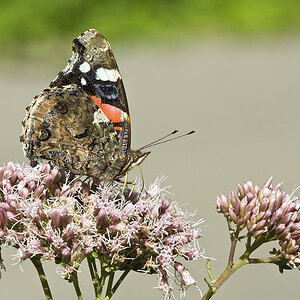 2010 08 21 Admiral 01 02