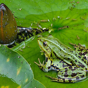 Frosch