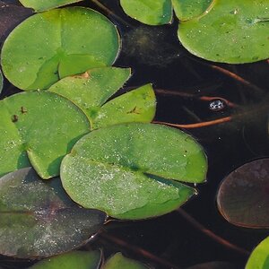 Botanischer Garten Berlin Dahlem Froschteich