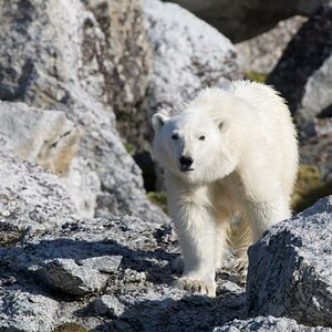 Eisbär auf einer Insel vor Phippsoya