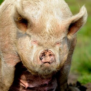 Grimmschwein