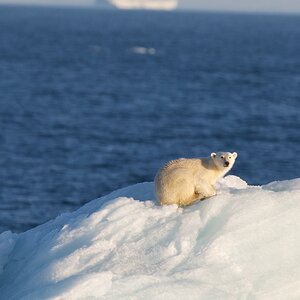 Eisbär auf offener See
