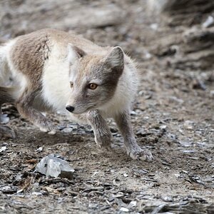 Polarfuchs